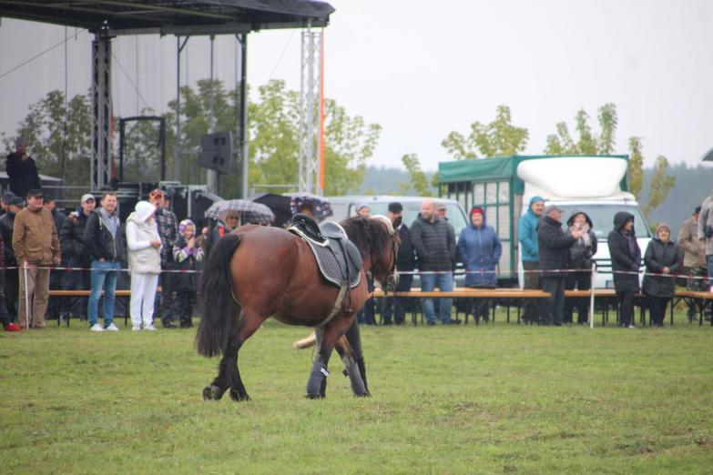 Po raz 12. miłośnicy koni spotkali się na festynie „Z koniem za pan brat”