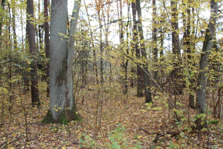 Jesień w pełni. prognoza Waldemara Naumiuka