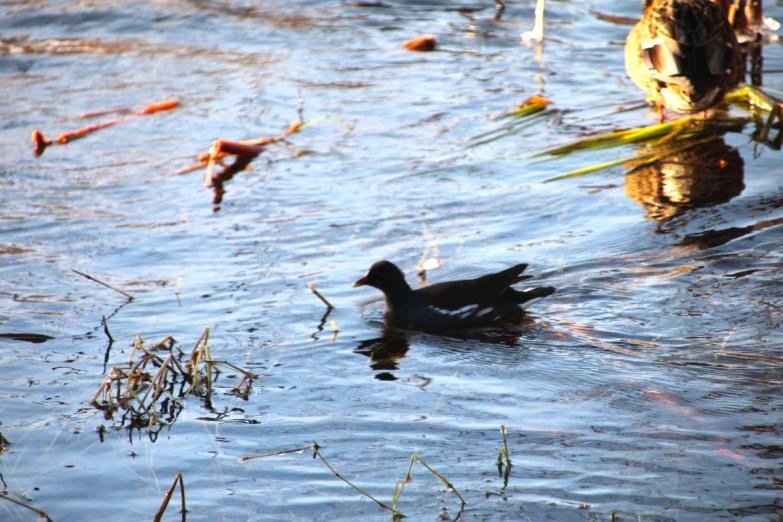 Ptaki i przyroda w mieście