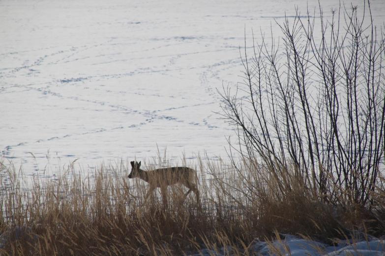 Przyroda w zimowym uśpieniu
