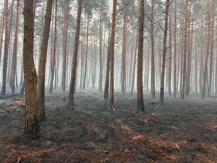 Ogromny pożar lasów pod Mińskiem Mazowieckim. W akcji strażacy z regionu